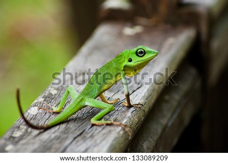 Green lezard