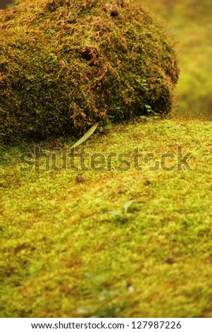 Similar – Moos auf einer Holztafel in der Umgebung eines Waldes