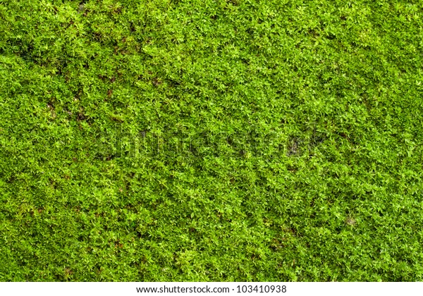 Green Lichen Background On Rock Stock Photo 103410938 | Shutterstock