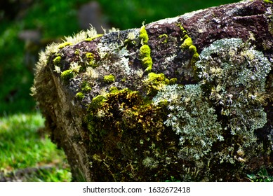 Green Lichen Moss Covered Rock Of Huascarán National Park Peru