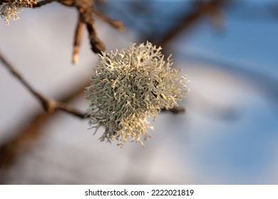 Green Lichen On A Tree Branch Close Up