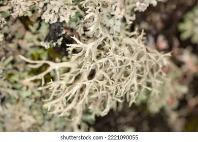 Green Lichen On A Tree Close Up