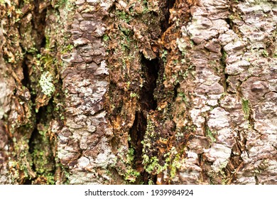 Green Lichen On White Pine Bark Texture