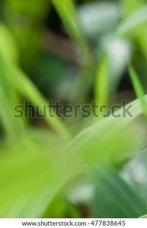 green and light green blur background