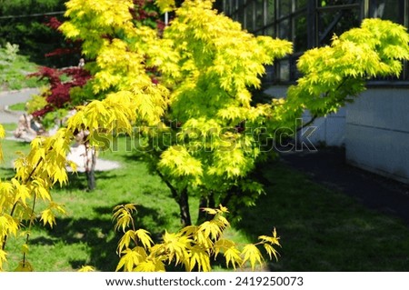 
green, light green, deciduous tree, garden, botanical, foliage, branches, lawn, park, reserve
