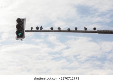 Green Light Traffic Signal on a horizontal Pole with Pigeons Resting - Urban Transportation and Wildlife - Powered by Shutterstock