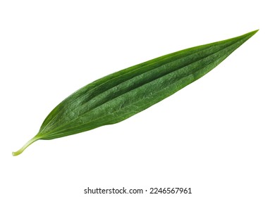 Green lily leaf isolated on white background - Shutterstock ID 2246567961