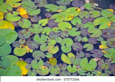 Green Lily Pad Pattern On Garden Pond