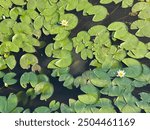 Green Lily Pads and Blooming Lilies