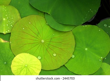 Green Lily Pads With Dew