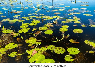 Green lily pads  in the waters of Okepenokee Swamp National Wildlife Area.
