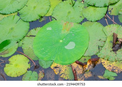 Green Lilypad In The Pond In Closeup