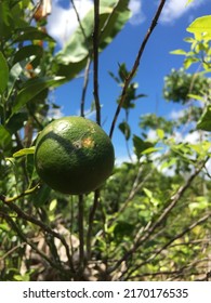 Green Lime Fruit Tree And Blue Sky