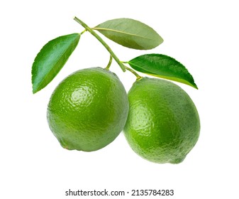 Green lime with leaf hang on tree branch isolated on white background