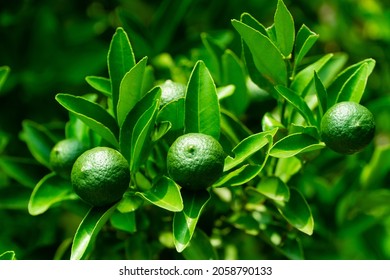 The Green Lime Is On The Tree, The Lime Plant Is Bearing Fruit