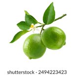 Green limes hanging with branch and leaves isolated on white background.