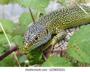 The green lizard