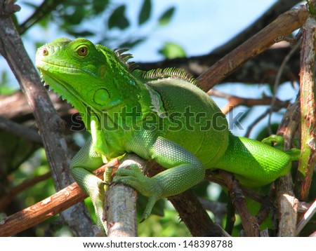 Green lizard in the bushes, Bahia Honda State Park, Florida, USA
