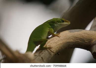 Green Lizard Center