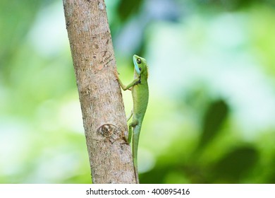  Green Lizard climbing tree                       