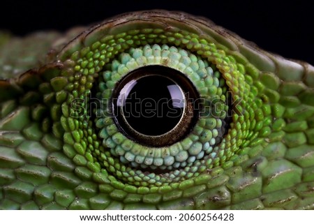 Green lizard closeup eyes, green lizard sunbathing on wood, green lizard  climb on wood, Jubata lizard closeup