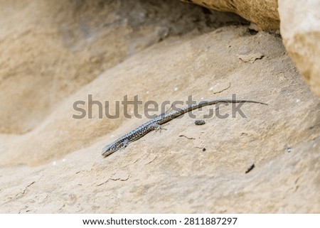 Green Lizard crawling on a stone cliff. The European green lizard Lacerta viridis is a large lizard distributed across European midlatitudes.