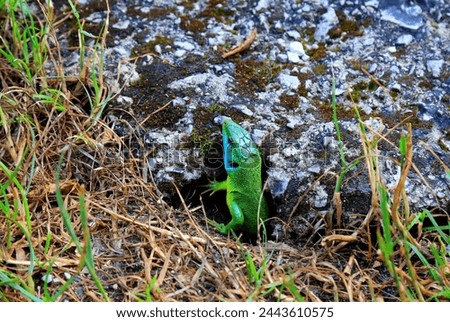 A green lizard crawls out of a mink in nature in the mountains of Montenegro