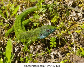 green lizard, emerald lizard