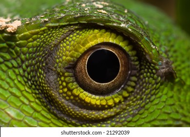 Green Lizard Eye