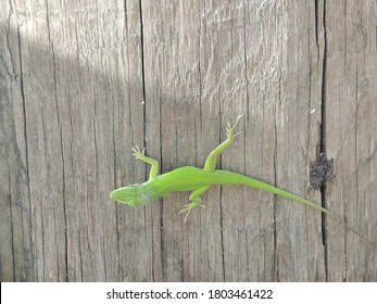 A Green Lizard In A Frustum