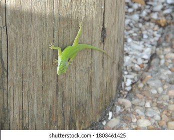 A Green Lizard In A Frustum