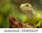  green lizard  green iguana on a branch