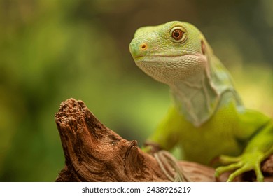  green lizard  green iguana on a branch