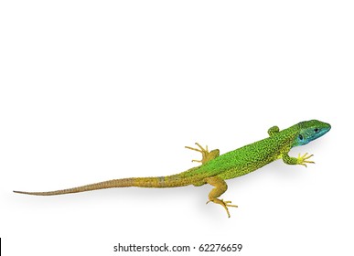 Green Lizard Isolated