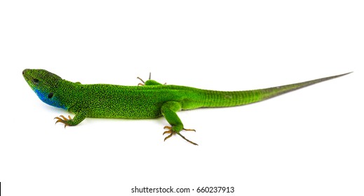 Green Lizard Isolated