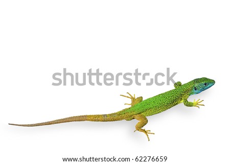 green lizard isolated