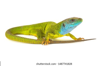 Green Lizard Isolated On White Background