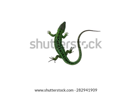 Green lizard isolated on a white background