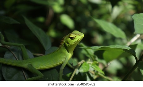 A green lizard looking at something while sitting top of a wild branch