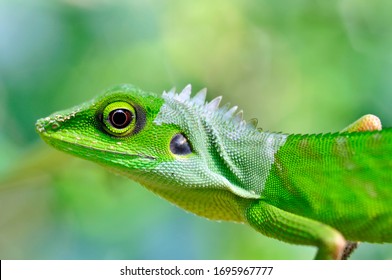 Green Lizard In The Nature