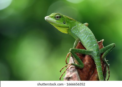 lagarto verde en rama, lagarto verde soleado en rama, lagarto verde trepando en madera, lagarto Jubata