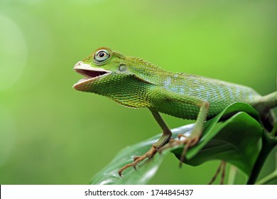 Green lizard on branch, green lizard sunbathing on branch, green lizard  climb on wood, Jubata lizard