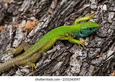 green lizard on the tree
