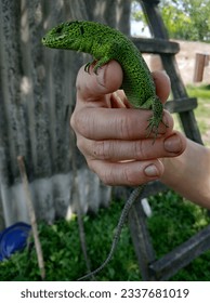 green lizard on the tree