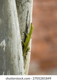 Green lizard on the tree
