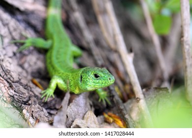 green lizard on tree bark - Shutterstock ID 1417028444
