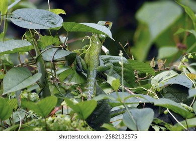 A green lizard on a tree branch , Green Garden Lizard (Calotes calotes), Sinharaja Forest Reserve, Sri Lanka, light green camelion lizard cameleon,  

