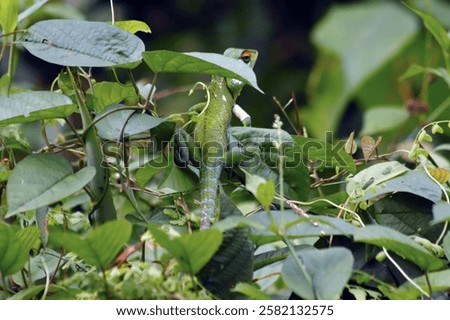 A green lizard on a tree branch , Green Garden Lizard (Calotes calotes), Sinharaja Forest Reserve, Sri Lanka, light green camelion lizard cameleon,  

