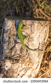 Green lizard on a tree close up