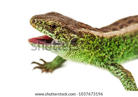 green lizard with opened mouth isolated on white